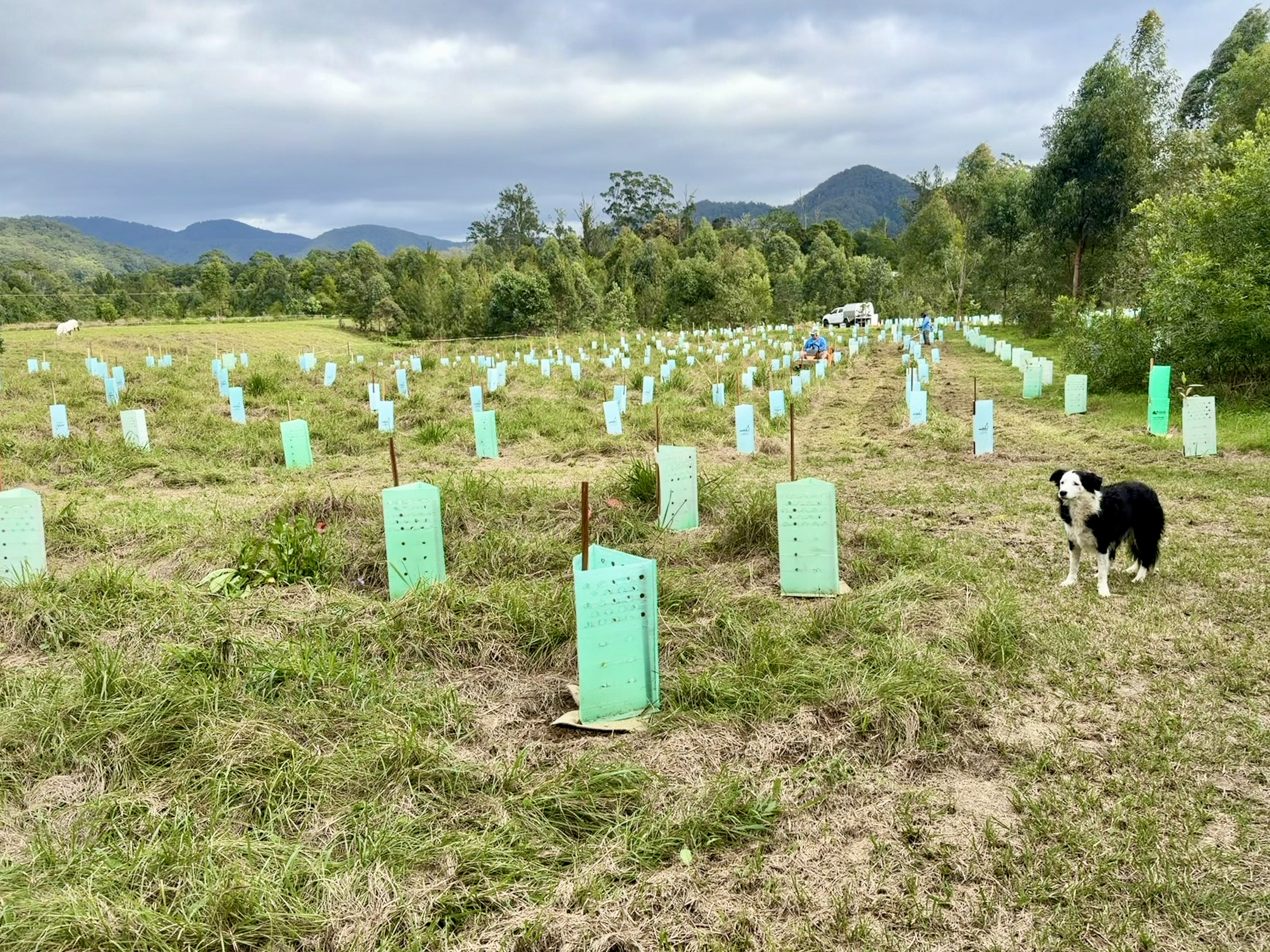 Coffs Harbour Council Environmental Levy funding for Habitat Revival Inc.